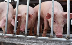 Tăng nhập khẩu lợn bố mẹ phục vụ tái đàn, quý 4 sẽ có đủ lợn giống, giá hết "sốt"