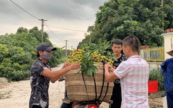 Quảng Ninh: Chi hàng chục tỷ làm thương hiệu Vải chín sớm Phương Nam, ra chợ lại phải gắn mác khác