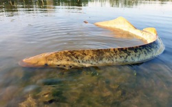 Phát hiện loại thủy quái hút máu như ma cà rồng ở hồ Hà Lan

