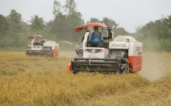 EU cấp hạn ngạch 80.000 tấn gạo/năm cho Việt Nam, xuất khẩu gạo sang EU cần điều kiện gì?