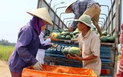 Nghệ An: Dưa hấu "cháy hàng", giá cao kỷ lục, bán tại ruộng mỗi sào có ngay 10 triệu đồng