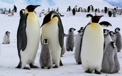 Các nhà khoa học mắc hội chứng lạ vì ngửi phân chim cánh cụt ở Nam Cực