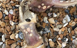 Cô gái phát hiện thủy quái có răng ở đuôi khi đang chạy bộ trên bãi biển