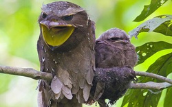 Loài chim kỳ lạ sở hữu mỏ như mồm ếch, là bậc thầy ngụy trang trong tự nhiên