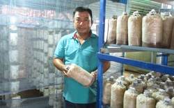 Khởi nghiệp từ nấm, 8X xứ Quảng “đút túi” 300 triệu/năm