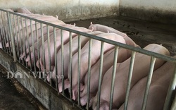 Giá heo hơi tăng lên 100.000 đồng/kg, xuất hiện lợn hơi từ Thái Lan tuồn về