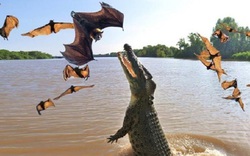 Khoảnh khắc cá sấu bật nhảy lên cao bắt dơi trên cành cây như trong phim