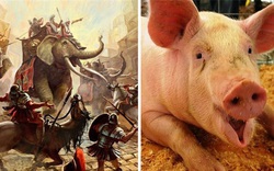 Giải mã vũ khí siêu lạ của quân La Mã cổ đại: "Lợn diệt voi"