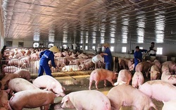 Giá thịt lợn tăng cao, doanh nghiệp chăn nuôi heo đột biến
