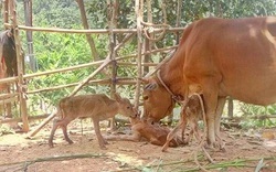 Kỳ lạ bò sinh một lúc 3 con bê đực ở Quảng Bình
