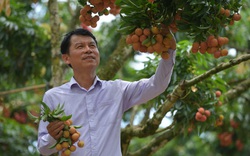 Bắc Giang: Nông dân giỏi với bí quyết 
“bắt” vải thiều “đẻ” trên thân