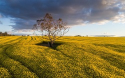 Cây trồng biến đổi gen được “bật đèn xanh” ở Nam Úc