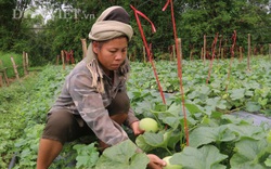 Sơn La: Trồng giống dưa lạ, ruộng đẹp hẳn ra, chín trái nào thương lái "khuân" sạch.