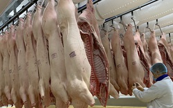 Giá thịt lợn cao nhất lịch sử, 100.000 đồng/kg không chịu bán