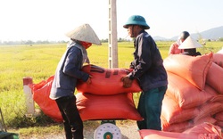 Hà Tĩnh: Đầu nậu gom lúa nếp xuất đi Trung Quốc, bao nhiêu cũng mua hết, dân thu tiền tươi