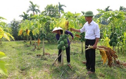 Sóc Sơn: Chuyển đổi 528ha đất trồng lúa, nhiều diện tích cho tiền tỷ