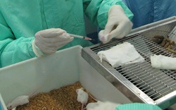 Việt Nam thử nghiệm đợt 2 tiêm vắc-xin ngừa COVID-19 trên chuột