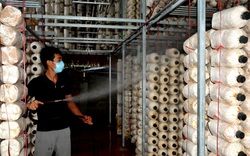 9X xứ Lạng khởi nghiệp với mô hình trồng nấm
