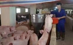 Bắc Ninh: Đẩy nhanh việc tái đàn lợn theo hướng an toàn, hiệu quả