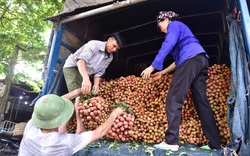 Thương nhân Trung Quốc sang mua vải thiều có thể được miễn phí cách ly 14 ngày