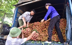 700 thương nhân Trung Quốc sang mua vải thiều phải cách ly 14 ngày, không có ngoại lệ