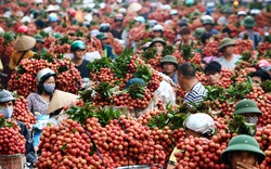 Sắp xúc tiến tiêu thụ quốc tế trái vải Bắc Giang, 300 thương lái Trung Quốc đăng kí vào mua