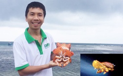 Quảng Ngãi: Người mang tiếng "dở hơi" bỏ tiền túi tìm cách hồi sinh loài cua tiến vua
