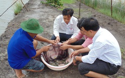 Học nghề xong, nhà nông Đất Mũi ứng phó hiệu quả với hạn, mặn