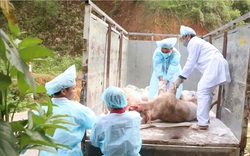 Dịch tả lợn châu Phi nguy cơ tái phát, Bộ NNPTNT yêu cầu 20 tỉnh vào cuộc gấp