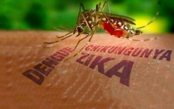 Đà Nẵng thông tin về trường hợp mắc virus Zika gây bệnh "đầu nhỏ" đầu tiên