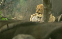 Sư tử sợ hãi leo lên cây khi bị đàn trâu phản đòn