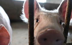 Vua thịt lợn Trung Quốc bị tàn phá vì trúng đòn kép