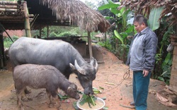 Tuyên Quang: Nông dân có vốn đầu tư nuôi trâu, càng nuôi càng lãi