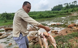 Phú Thọ: Vỡ đập Thìn, người dân đua nhau ra bắt cá