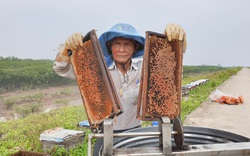 Ninh Bình: "Tướng" 84 tuổi đưa cả triệu "quân" ra biển làm thứ mật lạ