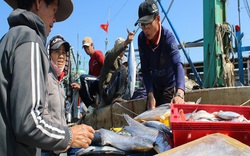 Quảng Nam: Bắt được toàn cá to mà giá rớt quá, ngư dân than khổ