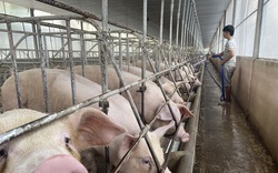 Nóng: Lần đầu tiên Bộ NN&PTNT cho nhập khẩu lợn sống
