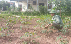 Quảng Ninh: Huyện làm dự án “chui”, xã hứa “hão” khiến nông dân mất đất