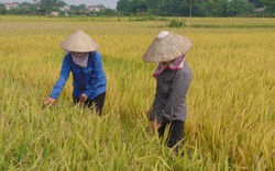 Thái Nguyên: Gieo cấy giống lúa lạ, nông dân mất trắng