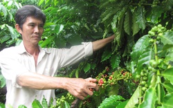 Nhiều vườn cà phê "xoá trắng", Đồng Nai rà soát đầu tư cà phê đặc sản