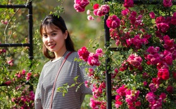 "Mê cung" thung lũng hoa lớn nhất Việt Nam ở Sa Pa