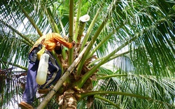 Làm giàu khác người: Trồng dừa chưa kịp ra trái đã "hái" được khối tiền ở Trà Vinh
