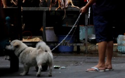 Hậu dịch Covid-19, Trung Quốc cấm người dân ăn thịt chó