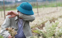 Người nông dân khóc ròng vì mất trắng vụ thu hoạch do sâu tơ phá hoại