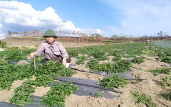 Trồng thứ cây thuốc bổ ra củ quý, dân ở đây gọi là nhân sâm Phú Yên