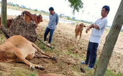 Thanh Hóa: Dân hoang mang, phẫn nộ khi 4 con bò đột nhiên sùi bọt mép lăn ra chết