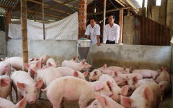 Quảng Nam: Chỉ còn 25.000 con lợn nái, nguy cơ thiếu hụt lợn giống lớn