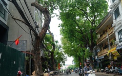 Hiểm hoạ đến từ những cây xanh chết khô, nghiêng đổ trên đường phố Hà Nội