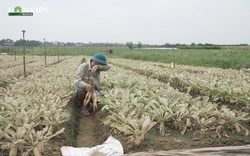 Dùng thuốc trừ sâu Trung Quốc trôi nổi: Nông dân Mê Linh mất trắng vụ rau