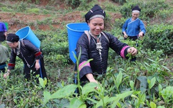 “Lên đời” chè xuân trên đỉnh Chế Là, bán giá gần nửa triệu đồng/kg 